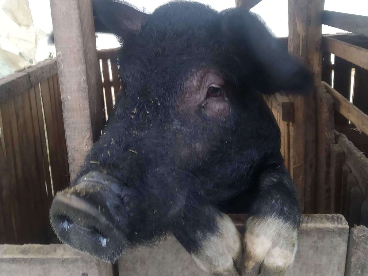 Arquivo Pessoal. A foto apresenta num porco que tivemos aqui no sítio, de pelagem preta e focinho comprido. Ele está apoiado sobre uma tábua do chiqueiro, com as duas patinhas juntas, e olhando para o lado esquerdo. Atrás aparecem as paredes de madeira do chiqueiro.