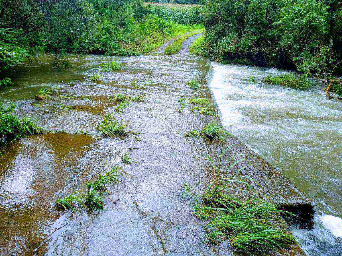 Arquivo Pessoal - A imagem apresenta o local que eu menciono no início da crônica. A ponte de concreto abaixo da represa, transbordando devido as fortes chuvas. Há vários pés de capim por cima dela, deitados pelo peso da água.